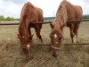 foto - 7