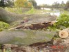 Fotografie vichřicí poškozené lípy u jezu Fotografie vichřicí poškozené lípy u jezu